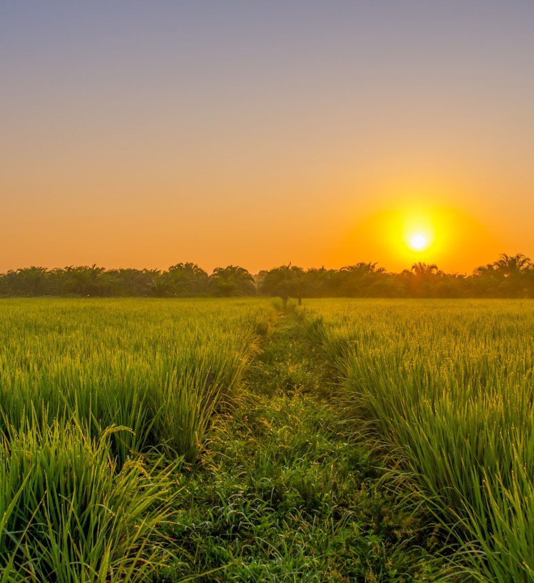 ricefield-gf7620c80a_1920